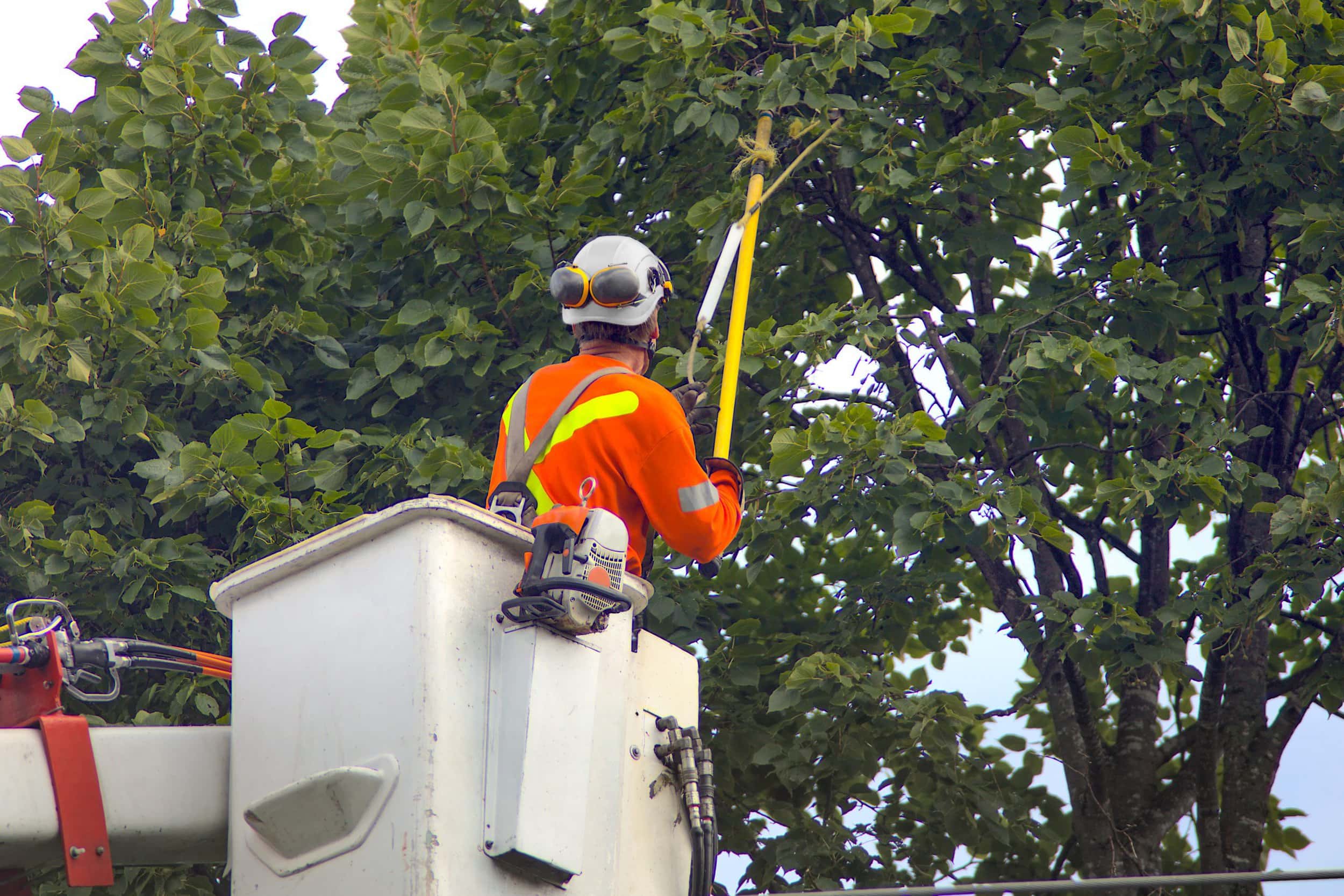Tree Replacement employee in bucket trimming tree
