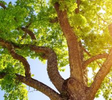 Oak tree with sun shining through leaves